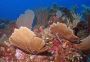 AmbergrisCaye05 - 088